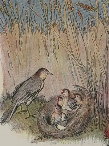 THE LARK AND HER YOUNG ONES